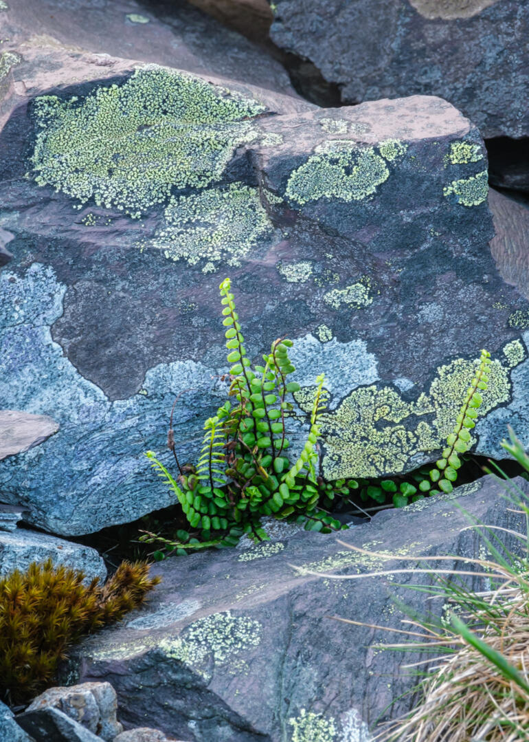 Rock Garden Dinorwic Quarry