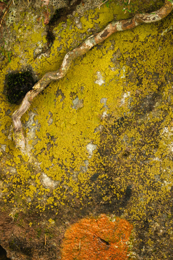 Down To The Root Aafon Cwm Llan, Watkin Path, Snowdonia