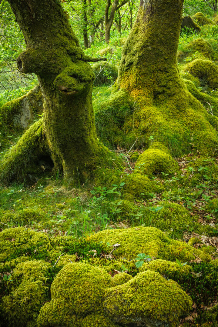 Mossy Exuberance Nant Gwynant Valley