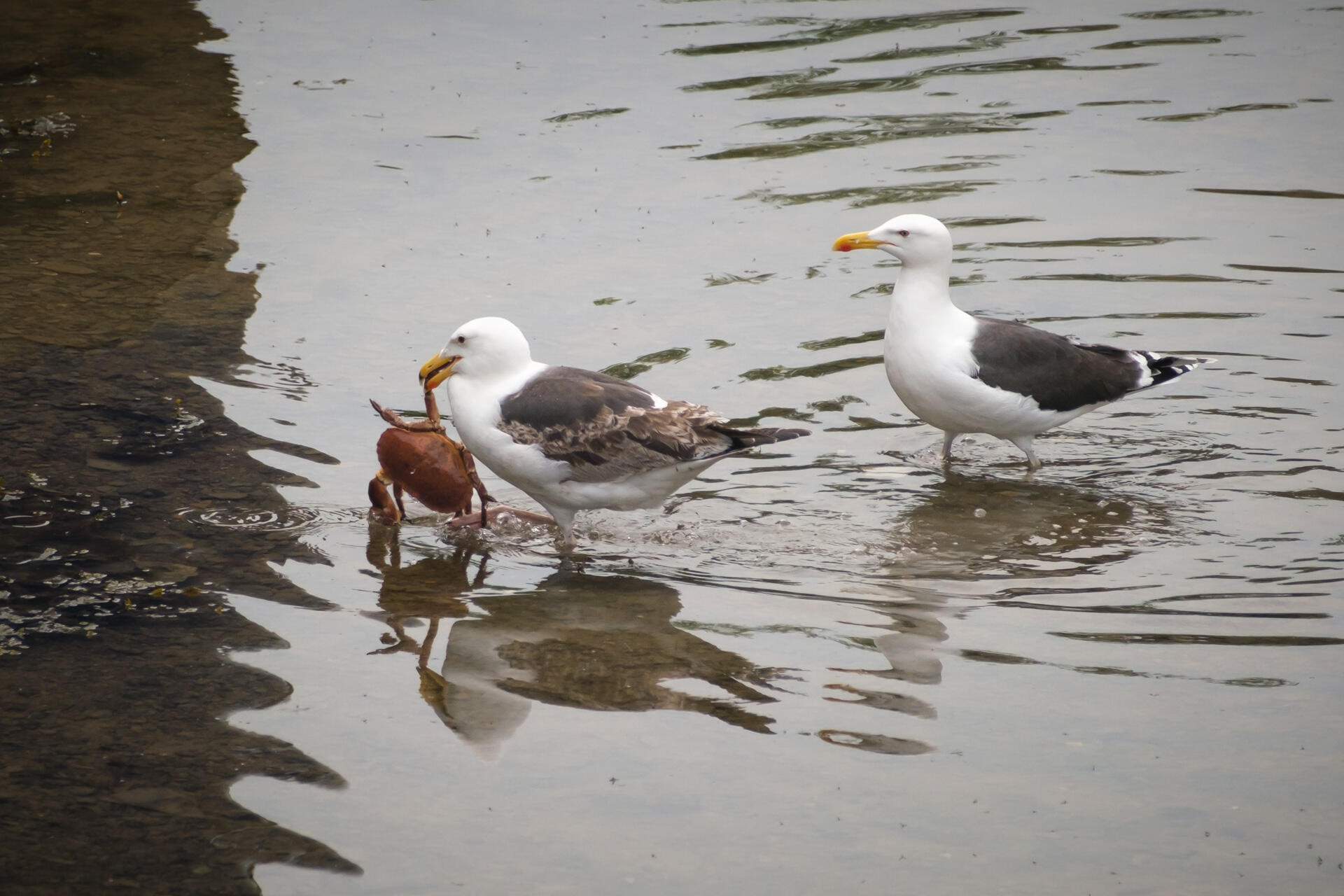 Share And Share Alike Amlwch Harbour, Anglesey