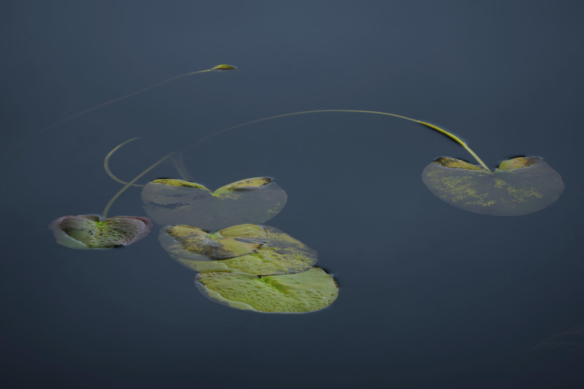 Oxygen Transport System