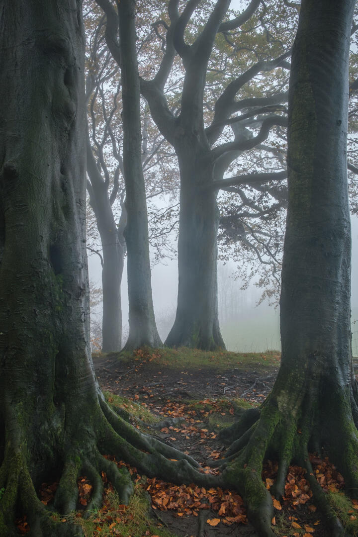 Branching Out Scaleber Wood, Settle