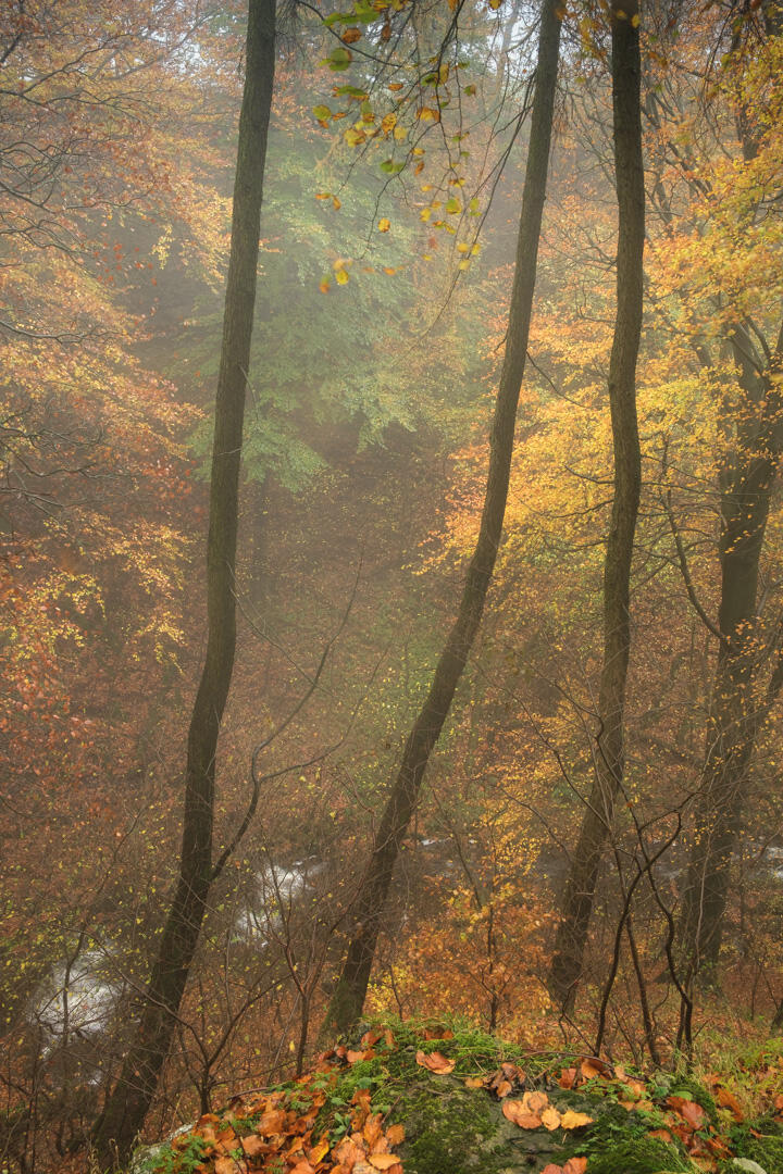 Drop Off Scaleber Wood, Settle