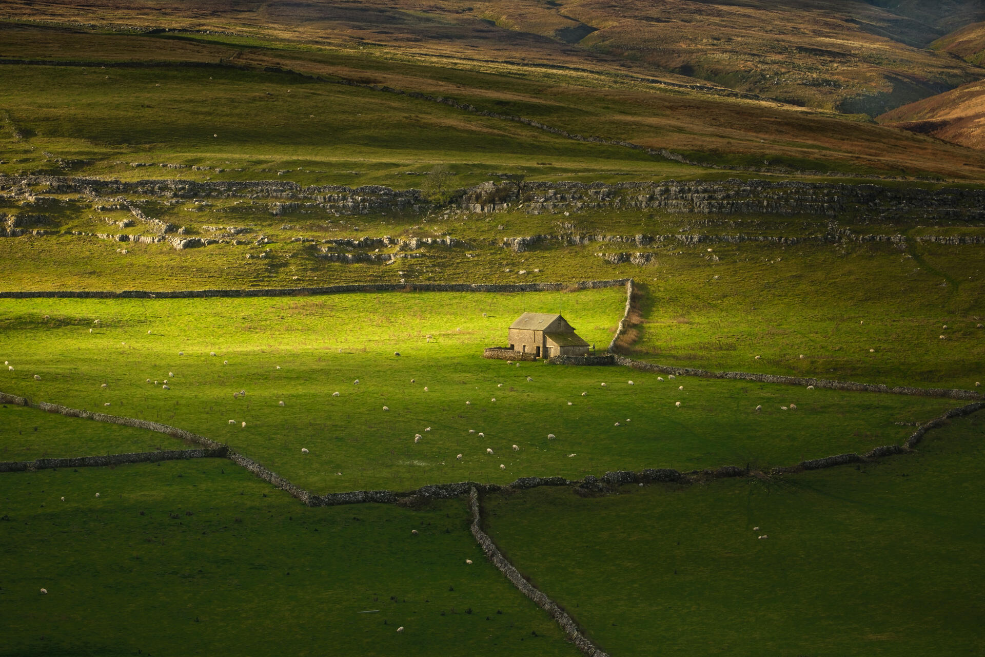 Enclosure Cow Bank, Darnbrook, Malham Moor