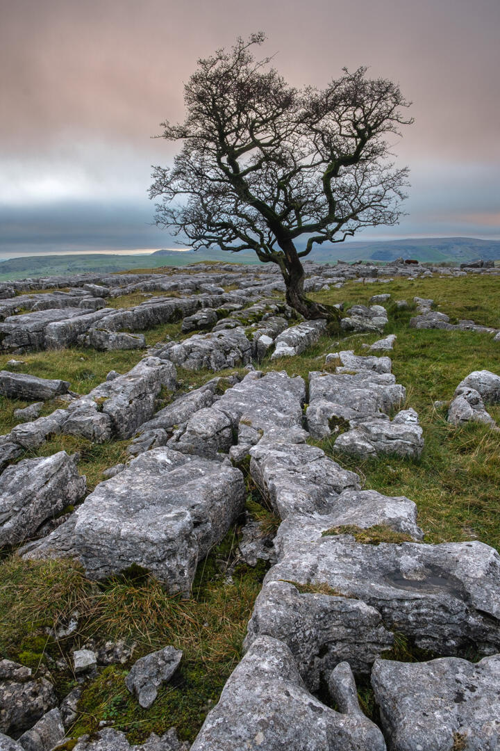 Limestone Cowboy Plantlife Winskill Stones Nature Reserve, Langcliffe