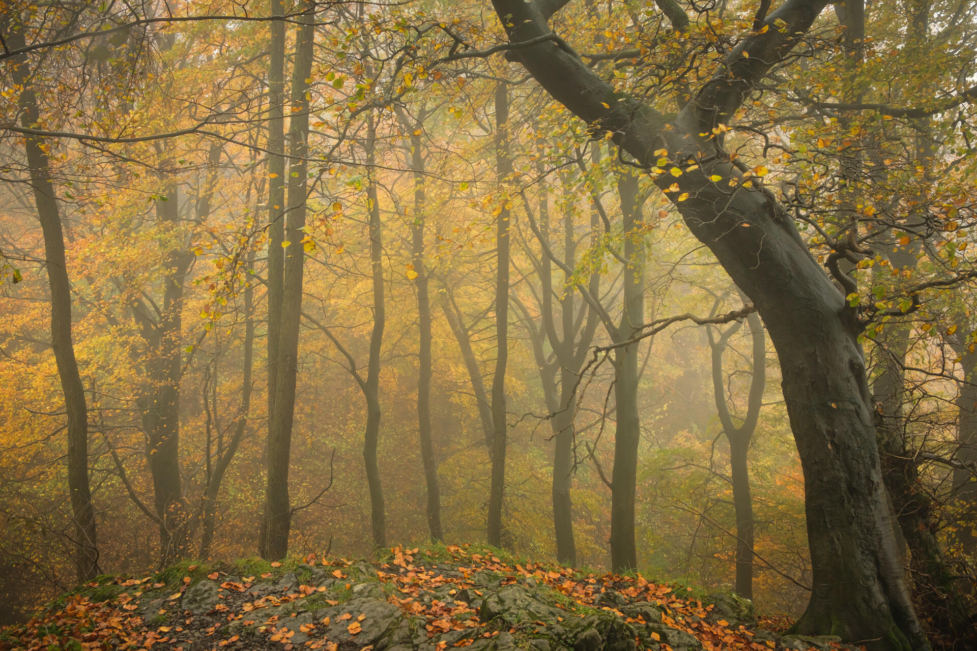 Autumn Hollow Scaleber Wood, Settle